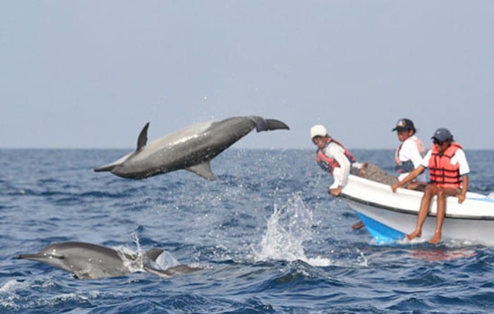 Kalpitiya dolphins
