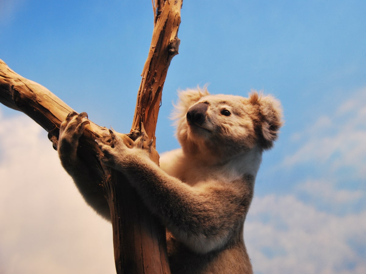 koala bear
