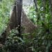 Darien Gap