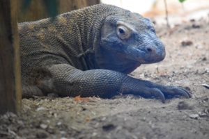 Komodo dragon