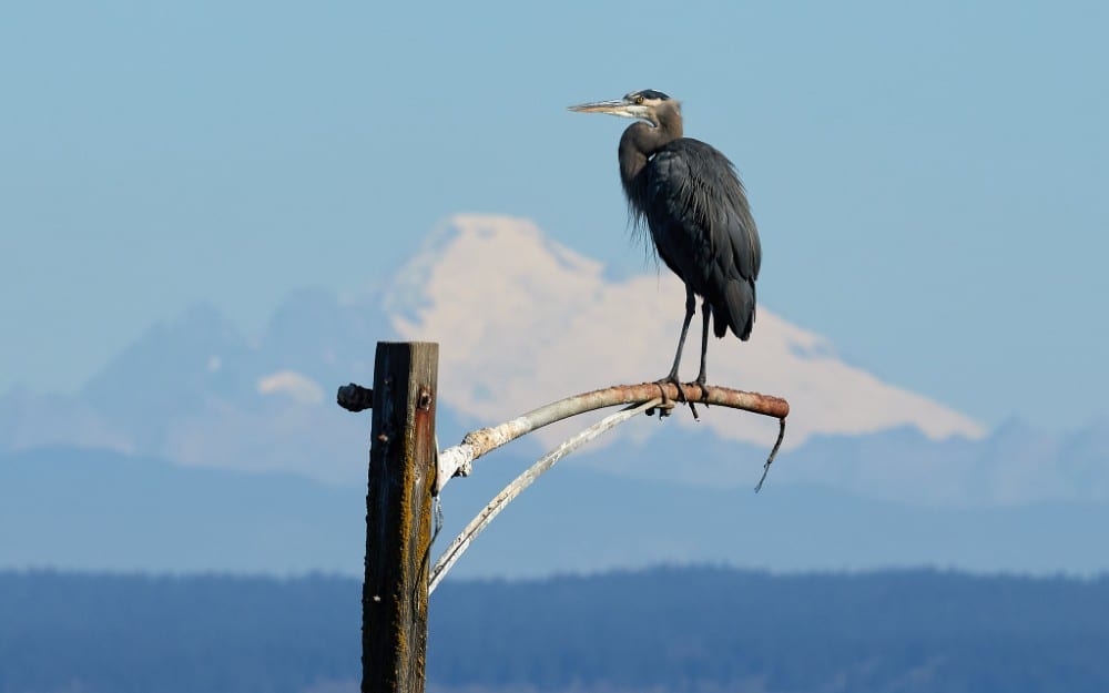 Whidbey Island - Mount Baker view