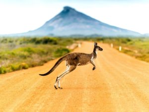 kangaroo in australia