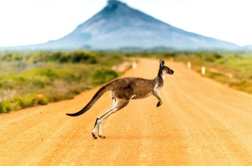 kangaroo in australia